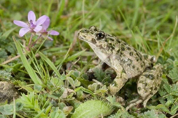 Parsley Frog - Ligury - Italy