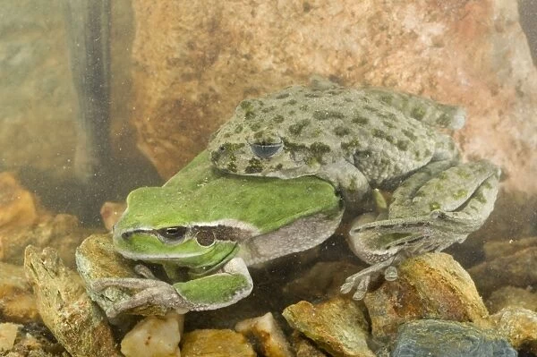 Parsley Frog and Stripeless Tree Frog (Hyla meridionalis) - mating - Ligury - Italy