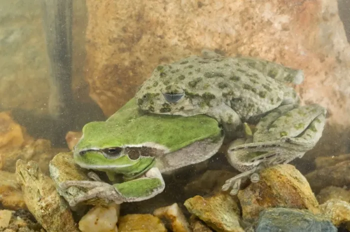 Framed Print : Parsley Frog and Stripeless Tree Frog (Hyla meridionalis) - mating - Ligury - Italy Framed Print : Parsley Frog and Stripeless Tree Frog (Hyla meridionalis) - mating - Ligury - Italy