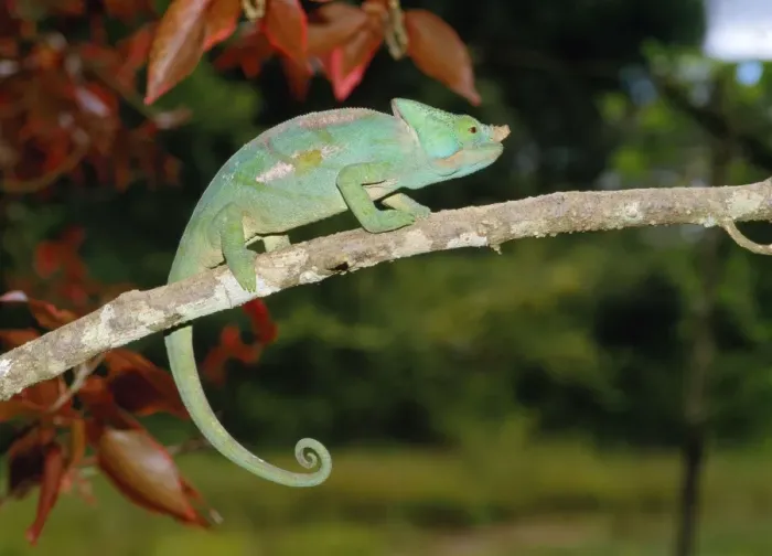 Framed Print : Parson's Chameleon Framed Print : Parson's Chameleon