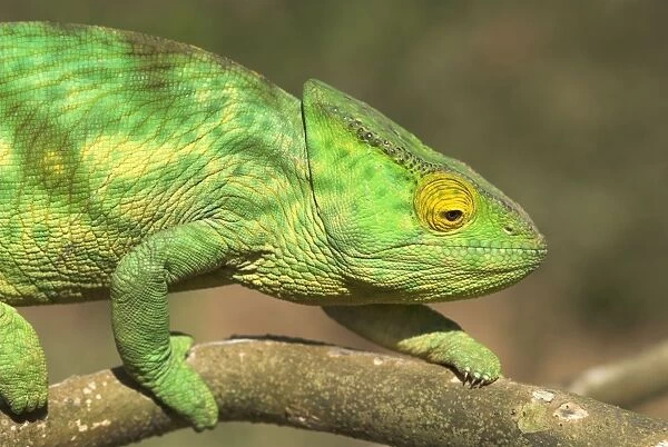 Parson's Chameleon, close up on branch. Madagascar