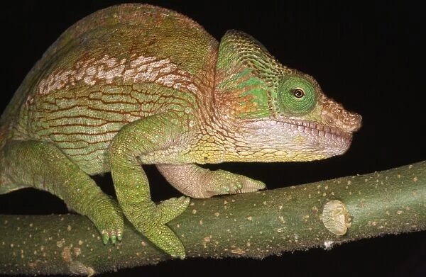 Parson's Chameleon Madagascar