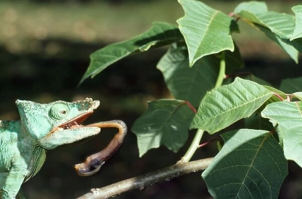 Parson's Chameleon - tongue extruding from mouth