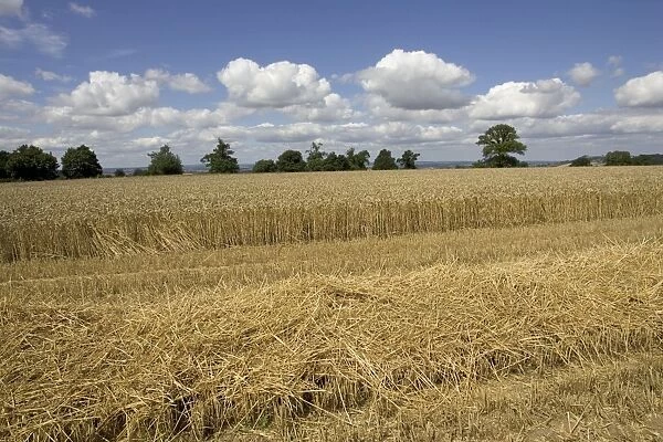 Partly harvested wheat field, Chipping Campden, Cotswolds, Britain