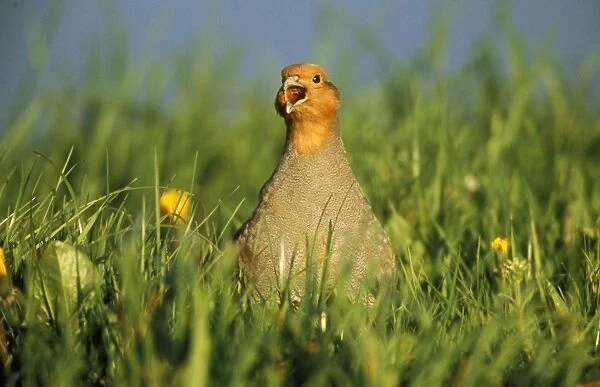 Partridge - calling to female in meadow