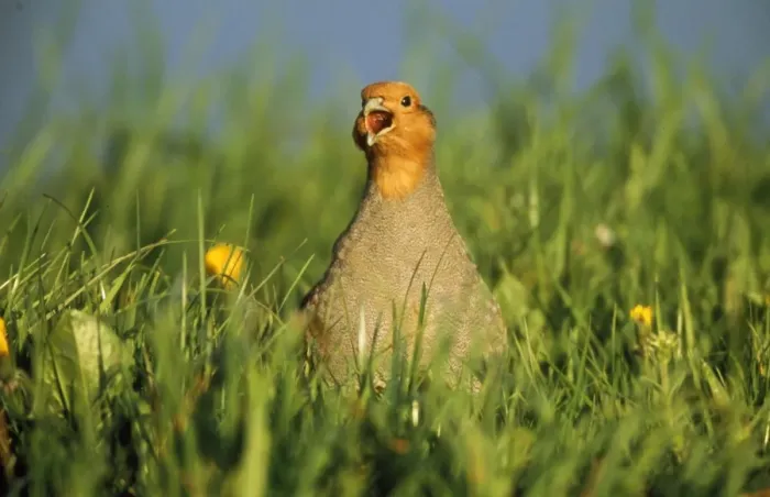 Framed Print : Partridge - calling to female in meadow Framed Print : Partridge - calling to female in meadow