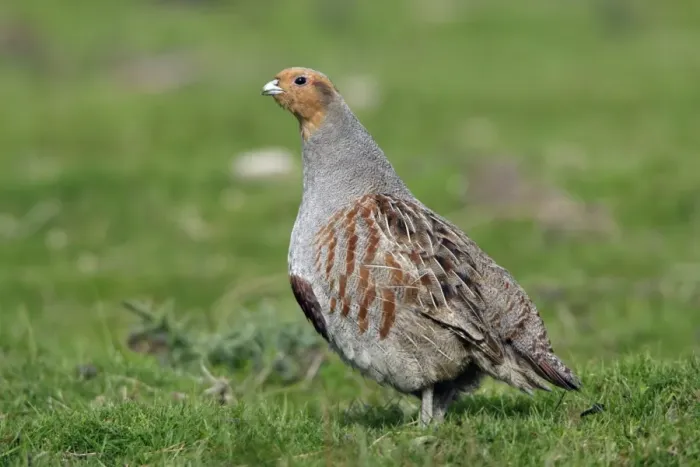 Framed Print : Partridge-male alert on field, Northumberland UK