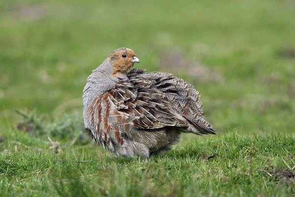 Partridge-male preening itself on field, Northumberland UK