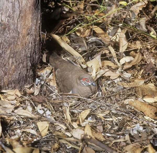 Partridge Pigeon - sat on nest on ground  