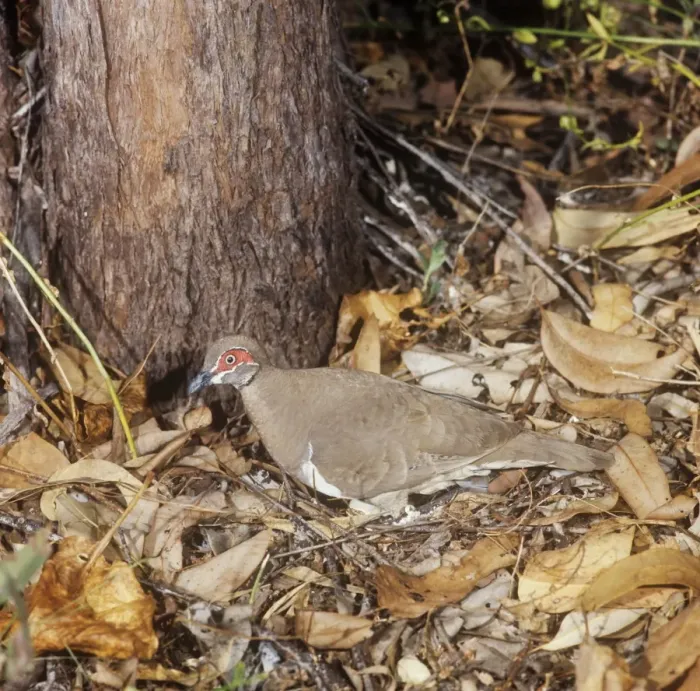 Framed Print : Partridge Pigeon - stood over nest, egg visible Framed Print : Partridge Pigeon - stood over nest, egg visible
