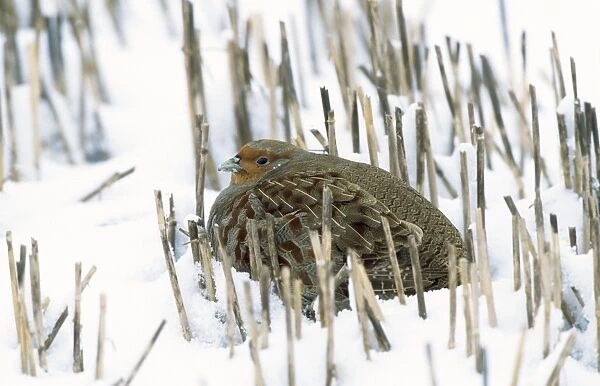 Partridge - in snow