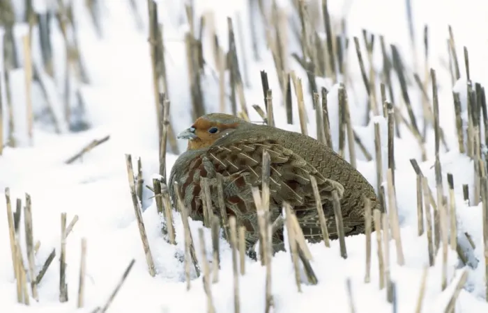 Framed Print : Partridge - in snow Framed Print : Partridge - in snow