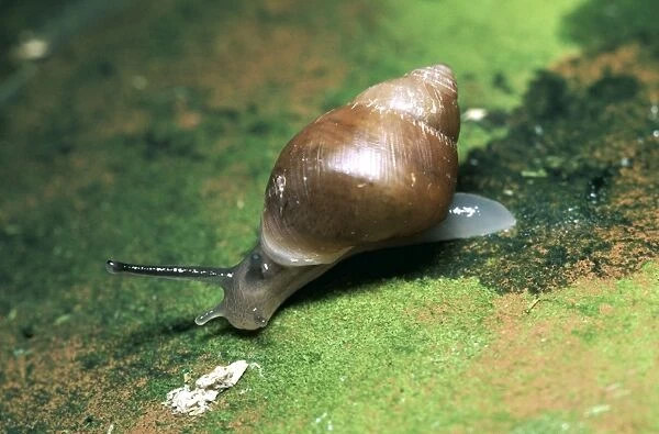 Partula  /  Polynesian Snail Endangered