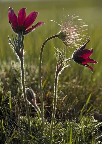 A pasque flower, in flower and fruit. Endemic to the CEVENNES area of France