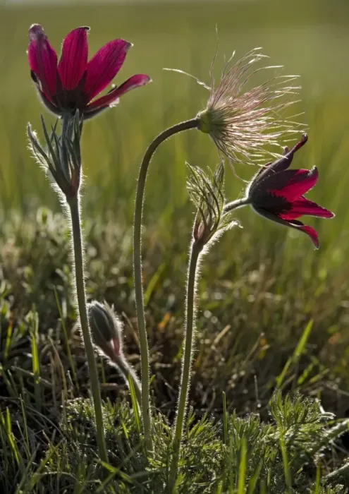 Framed Print : A pasque flower, in flower and fruit. Endemic to the CEVENNES area of France Framed Print : A pasque flower, in flower and fruit. Endemic to the CEVENNES area of France