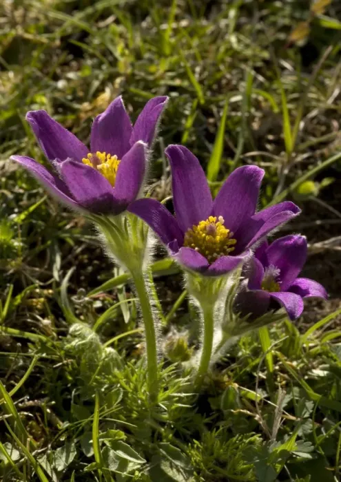 Framed Print : Pasque flowers. Rare plant in UK Framed Print : Pasque flowers. Rare plant in UK