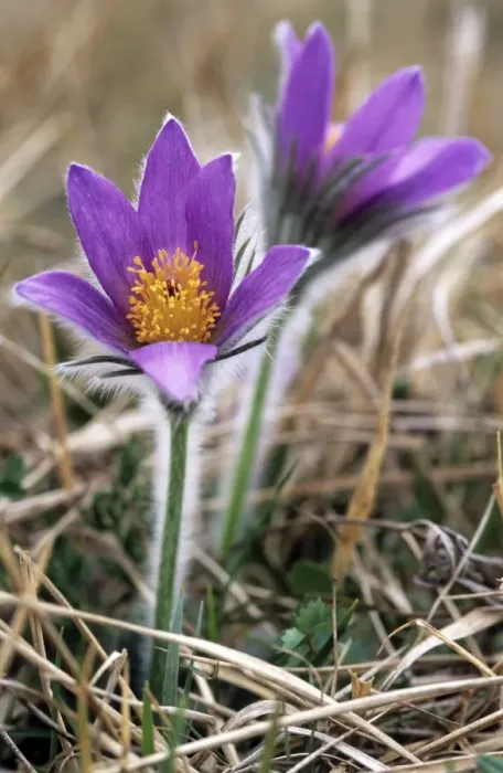 Framed Print : Pasqueflower - Hairy to provide protection from cold Framed Print : Pasqueflower - Hairy to provide protection from cold