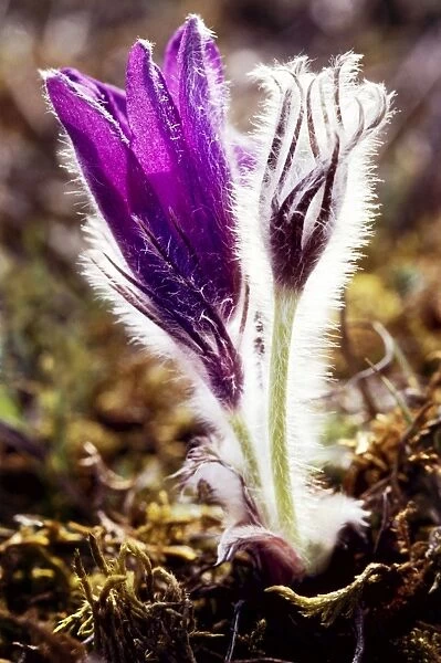 Pasqueflower - Hairy to provide protection from cold