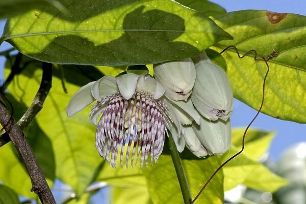 Passion flower. Fruits edible. Native to Bolivia and Brazil. Fort Lauderdale, Florida, USA
