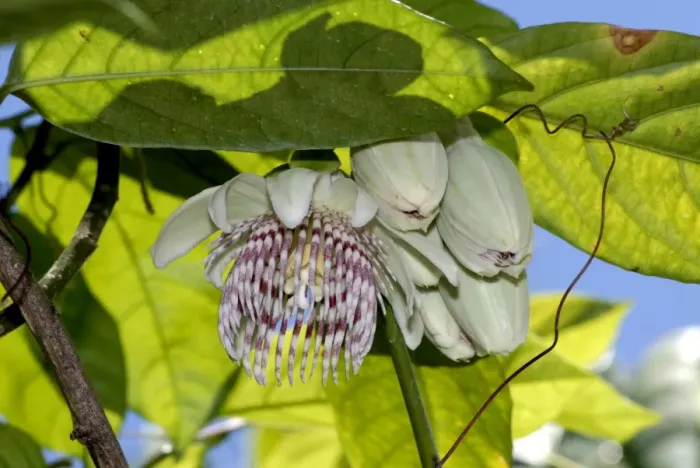 Framed Print : Passion flower. Fruits edible. Native to Bolivia and Brazil. Fort Lauderdale, Florida, USA Framed Print : Passion flower. Fruits edible. Native to Bolivia and Brazil. Fort Lauderdale, Florida, USA