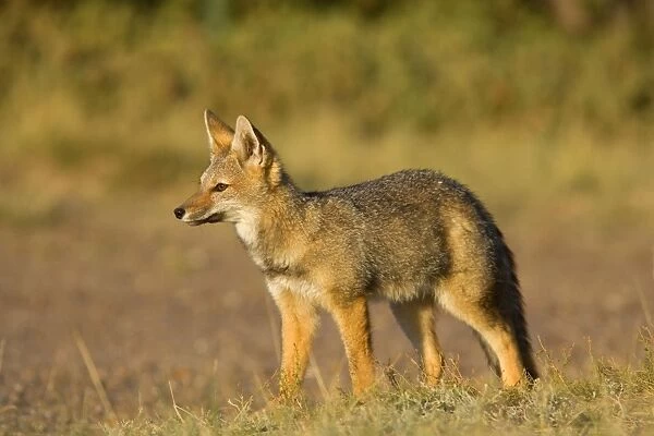 Patagonian Fox  /  Argentine Gray Fox  /  Argentine Grey Fox  /  South American Gray Fox  /  South American Grey Fox  /  Chilla - young fox standing in pampa in late evening light - Reserva Faunistica Peninsula Valdes - UNESCO World Heritage Site - Atlantic