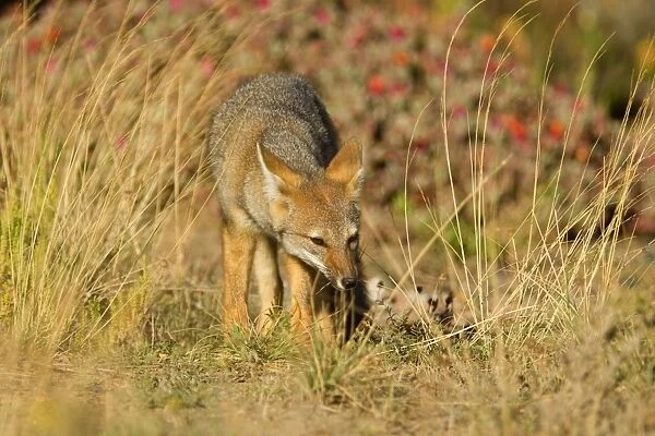 Patagonian Fox  /  Argentine Gray Fox  /  Argentine Grey Fox  /  South American Gray Fox  /  South American Grey Fox  /  Chilla - young fox strolling through the pampa searching for something edible - Reserva Faunistica Peninsula Valdes - UNESCO World