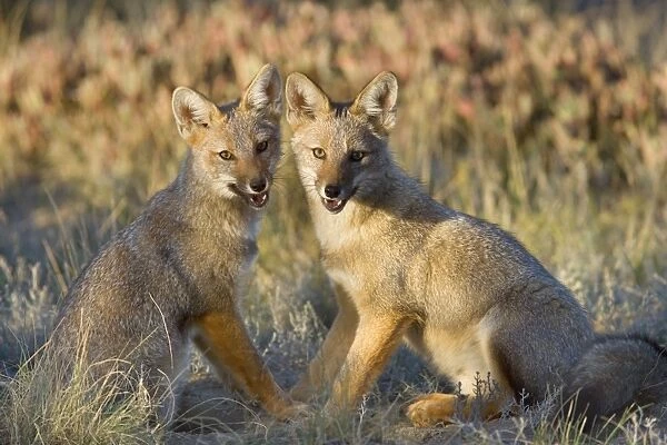 Patagonian Fox  /  Argentine Gray Fox  /  Argentine Grey Fox  /  South American Gray Fox  /  South American Grey Fox  /  Chilla - two young foxes sitting side by side looking into the camera during a break in their play - Reserva Faunistica Peninsula Valdes