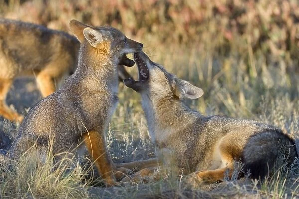 Patagonian Fox  /  Argentine Gray Fox  /  Argentine Grey Fox  /  South American Gray Fox  /  South American Grey Fox  /  Chilla - two young foxes playing with each other in the pampa - Reserva Faunistica Peninsula Valdes - UNESCO World Heritage Site