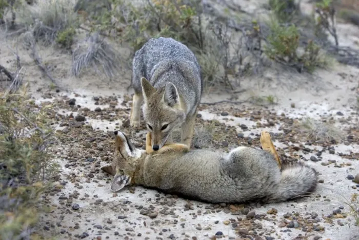 Framed Print : Patagonian Grey fox - grooming each other Patagonia: southern Argentina and Chile Framed Print : Patagonian Grey fox - grooming each other Patagonia: southern Argentina and Chile