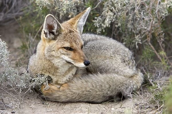Patagonian Grey Fox Patagonia: Southern Argentina and Chile