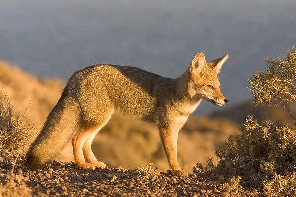 Patagonian Grey Fox Patagonia: southern Argentina and Chile