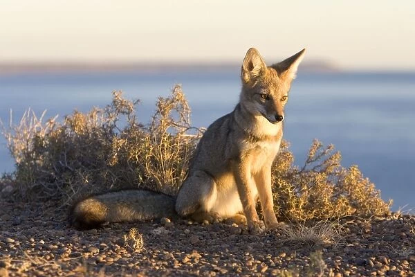 Patagonian Grey Fox Patagonia: Southern Argentina and Chile