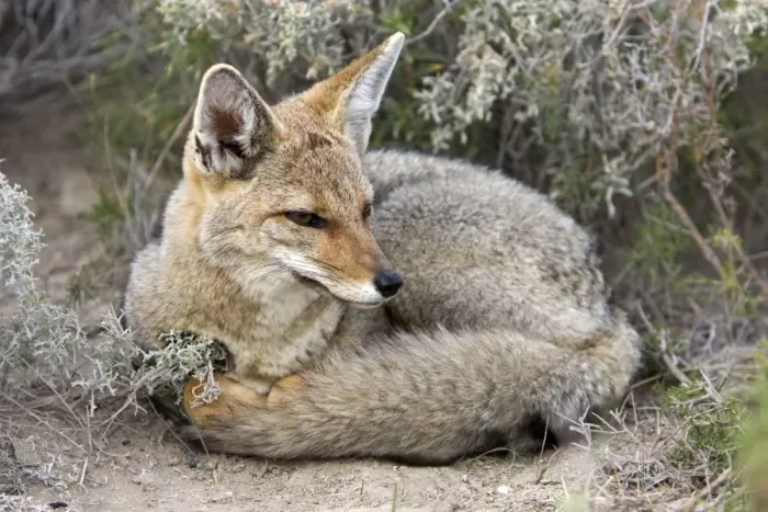 Framed Print : Patagonian Grey Fox Patagonia: Southern Argentina and Chile Framed Print : Patagonian Grey Fox Patagonia: Southern Argentina and Chile