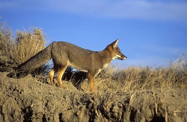 Patagonian Grey Fox Photographed on the coast of Patagonia Latin can also be Dusicyon griseus