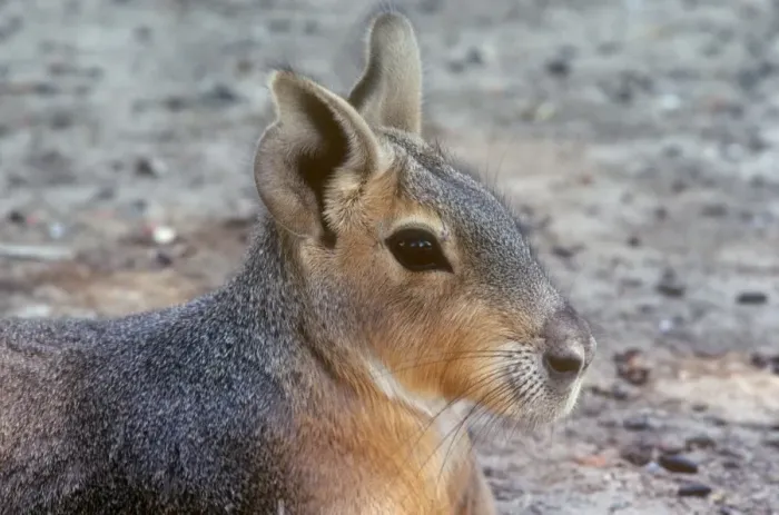 Framed Print : Patagonian Mara Framed Print : Patagonian Mara