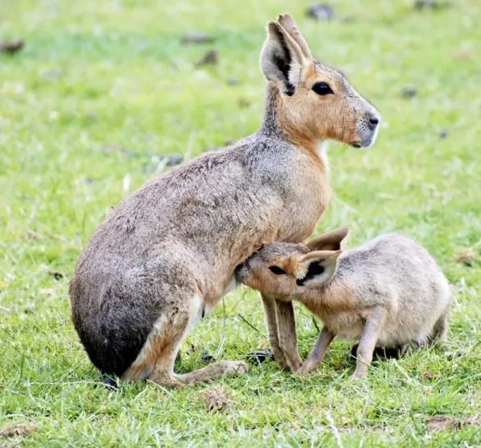 Framed Print : Patagonian Mara - mother nursing juvenile - South America Framed Print : Patagonian Mara - mother nursing juvenile - South America