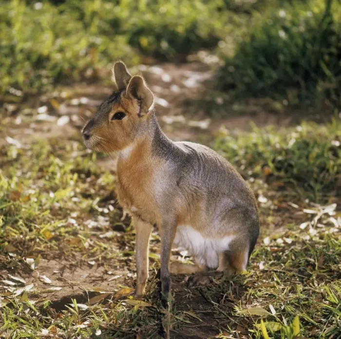 Framed Print : Patagonian Mara - sitting Framed Print : Patagonian Mara - sitting