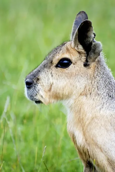 Framed Print : Patagonian Mara - South America Framed Print : Patagonian Mara - South America