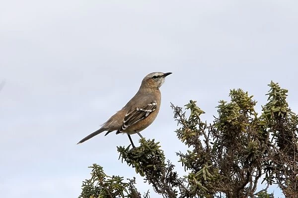 Patagonian Mockingbird. Valdes peninsula - Argentina