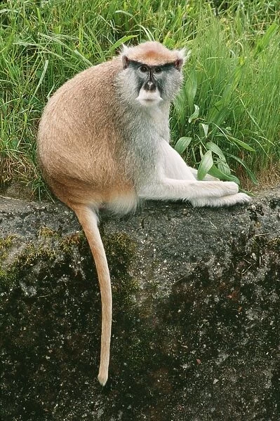 Patas Monkey KEL 1022 Senegal to Ethiopia & Kenya Erythrocebus patas © Ken Lucas  /  ardea. com
