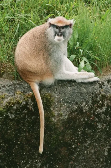 Framed Print : Patas Monkey KEL 1022 Senegal to Ethiopia & Kenya Erythrocebus patas © Ken Lucas / ardea. com Framed Print : Patas Monkey KEL 1022 Senegal to Ethiopia & Kenya Erythrocebus patas © Ken Lucas / ardea. com