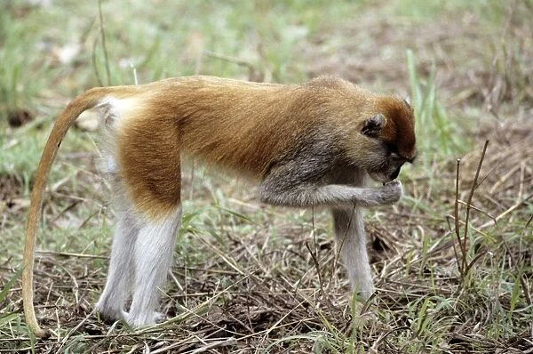 Patas Monkey - male - Gambia