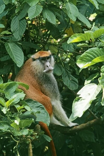 Patas Monkey WAT 4465 Africa Erythrocebus patas © M. Watson  /  ardea. com