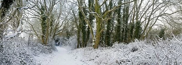 Path covered in snow - South Downs - East Sussex - Jevington - United Kingdom
