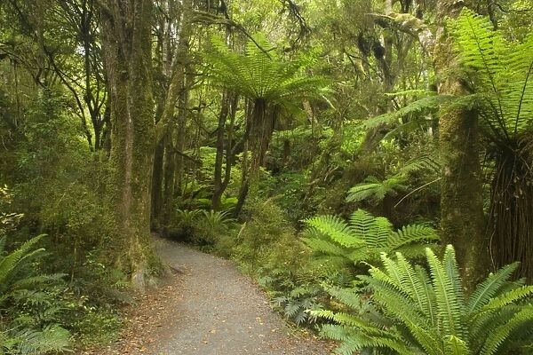 Path in Rainforest narrow walking track leading through lush temperate rainforest towards Purakaunui Falls Catlins, Southland, South Island, New Zealand