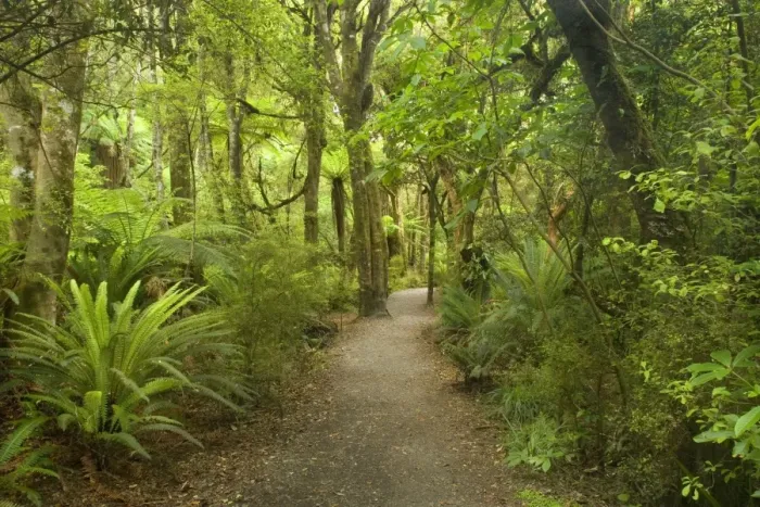 Framed Print : Path in Rainforest narrow walking track leading through lush temperate rainforest towards Purakaunui Falls Catlins, Southland, South Island, New Zealand Framed Print : Path in Rainforest narrow walking track leading through lush temperate rainforest towards Purakaunui Falls Catlins, Southland, South Island, New Zealand