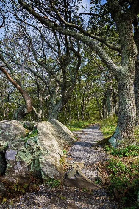 Framed Print : Path, Shenandoah, Blue Ridge Parkway, Smoky Mountains, USA. Date: 02-10-2018 Framed Print : Path, Shenandoah, Blue Ridge Parkway, Smoky Mountains, USA. Date: 02-10-2018