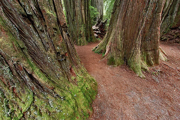 Pathway through redwood trees. Redwood National Park, California Date: 25-12-2006