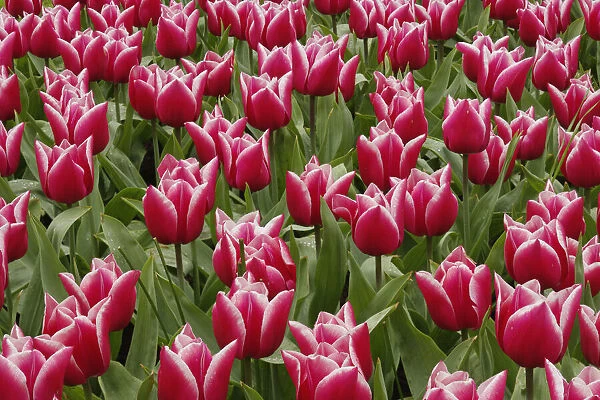 Pattern of red tulips in garden, Keukenhof