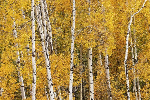 Pattern of white tree trunks among golden aspen leaves, Grand Teton National Park, Wyoming Date: 01-10-2020